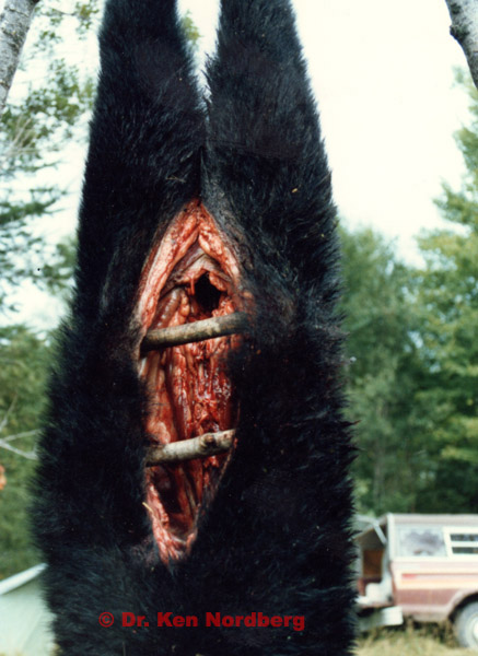 A hanging black bear carcass with its abdominal cavity propped open.