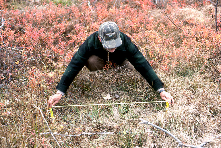 A hunter is leaning over a grassy bed, made by a whitetail, and measuring its length with a steel measuring tape.