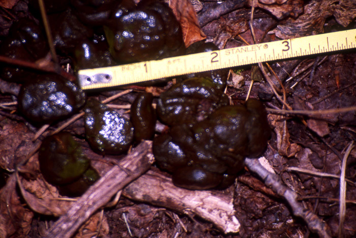 Large, fresh, clumped droppings from a large whitetail buck.