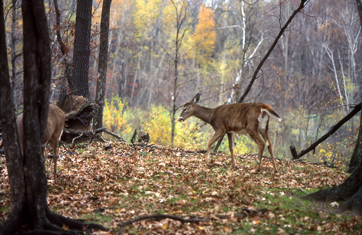 Two whitetailed deer. One deer is flicking its tail, indicating that it is no longer alarmed.