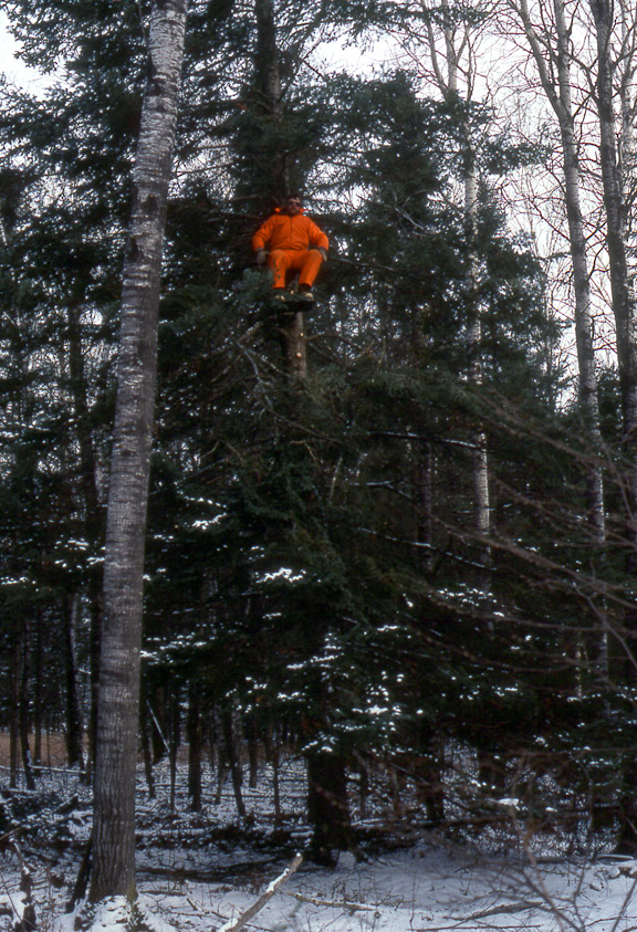 An easily spotted hunter sitting high in a treestand.