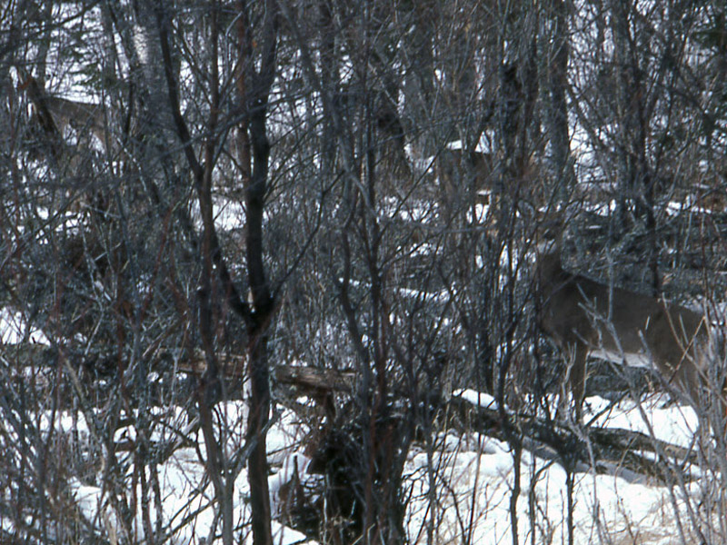 A group of whitetails in heavy cover. They are all intently watching the hunter.