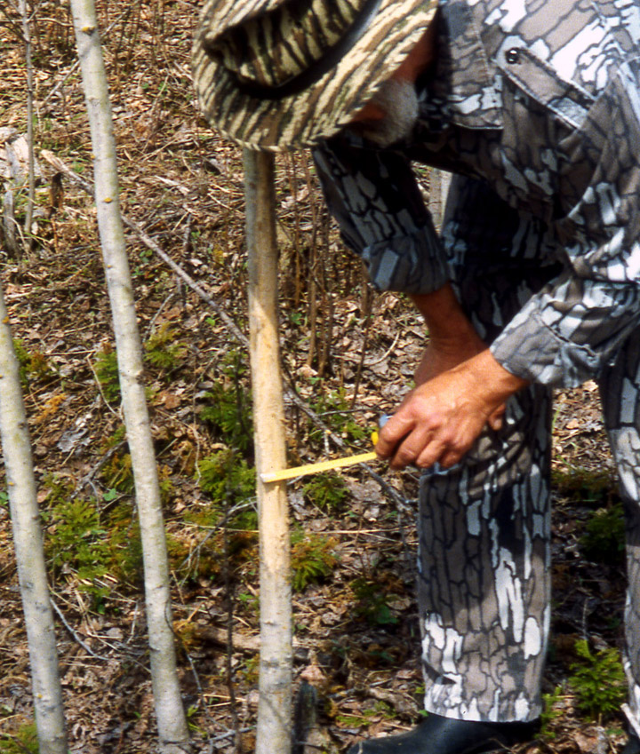 Dr. Ken Nordberg is bending over, next to a smaller antler rub, about one to one in half inches in diameter, measuring it with a steel tape measure. This size antler rub is commonly made by young bucks.