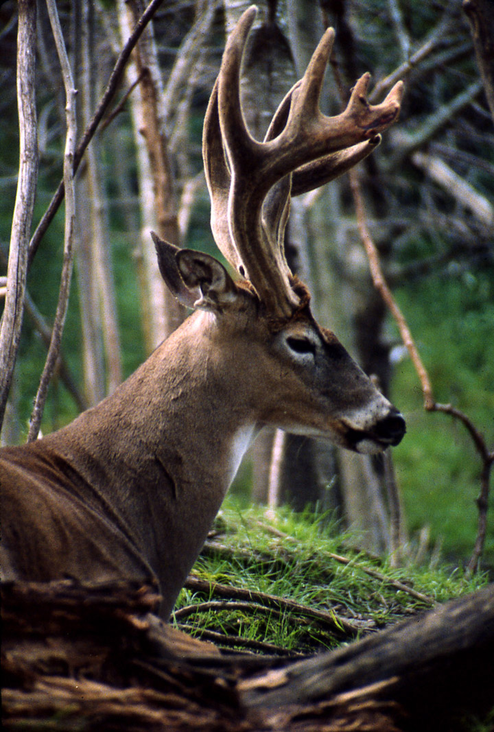 A trophy-class buck, with a visible wound in its velvet.