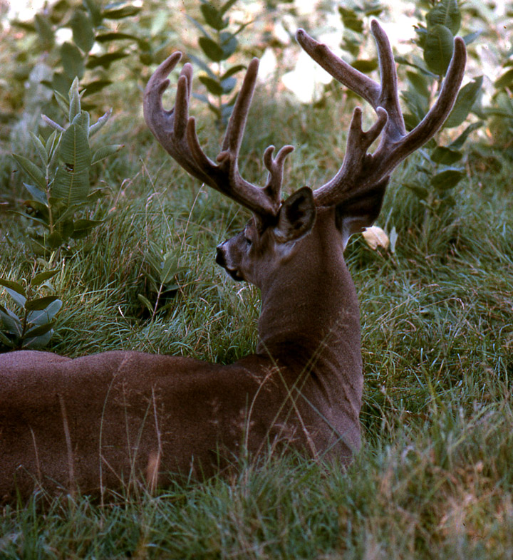 A trophy-class buck, laying in grass, with its velvet still on its antlers.