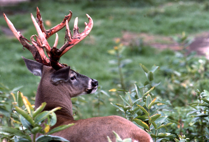 A trophy-class buck with bloody tatters of velvet hanging from its antlers.