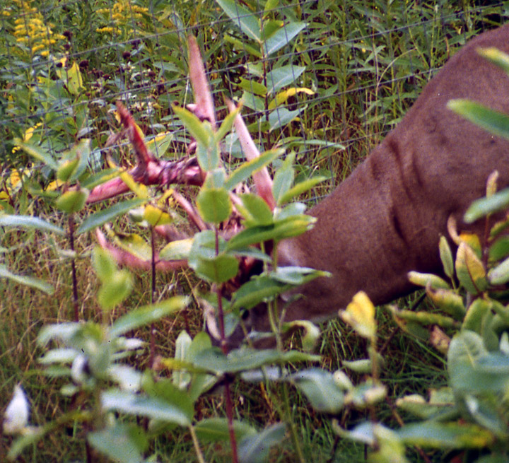 A trophy-class buck, laying in grass, with its velvet still on its antlers.