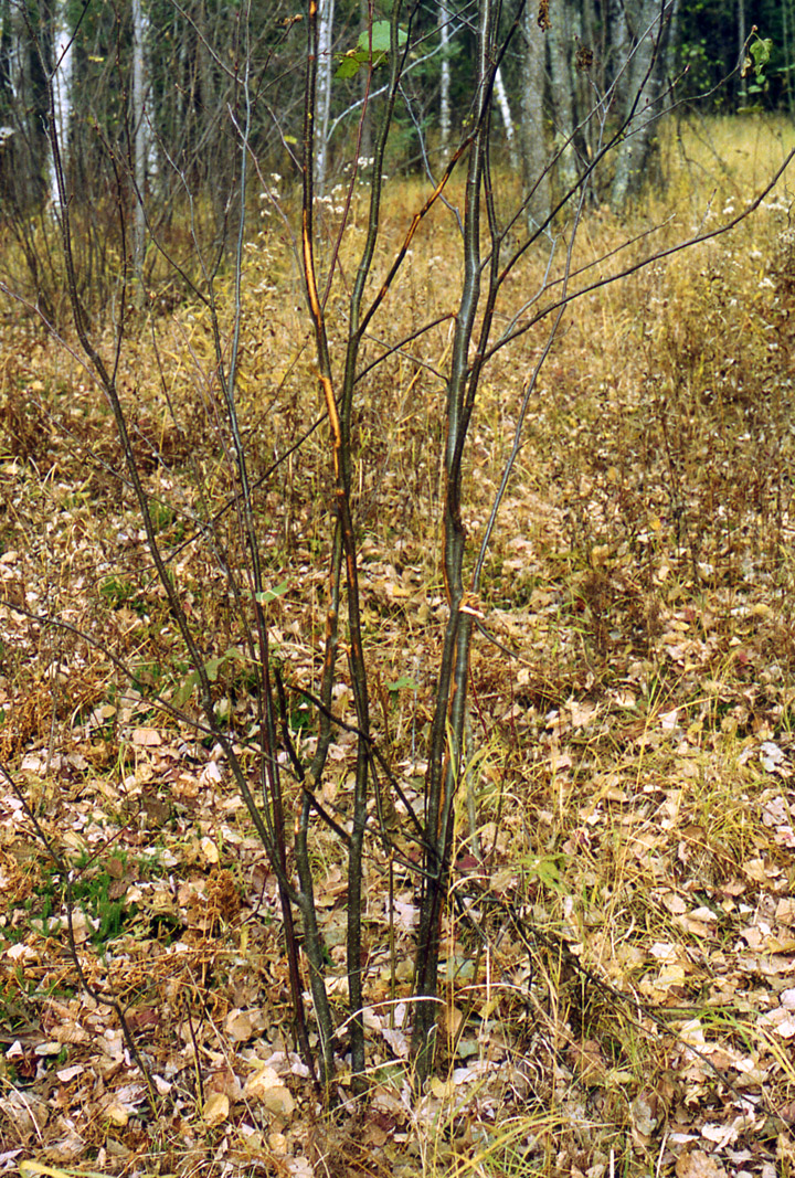 A velvet rub. A cluster of small, thin trees show signs of being used by a buck to rub its velvet off.