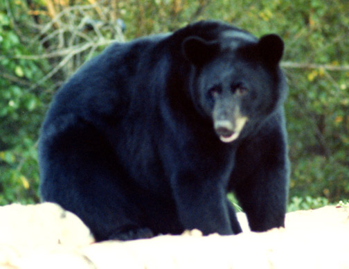 A Trophy-Class Black Bear