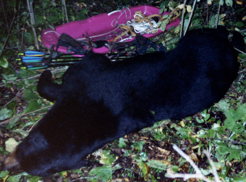 One Dr Ken Nordberg's big black bears.