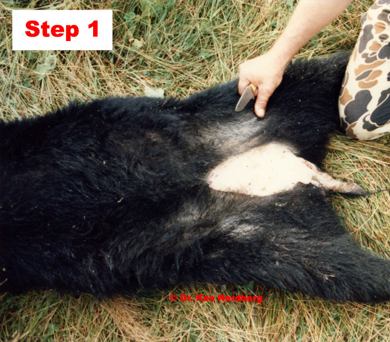 Step 1 Field Dressing a Black Bear
