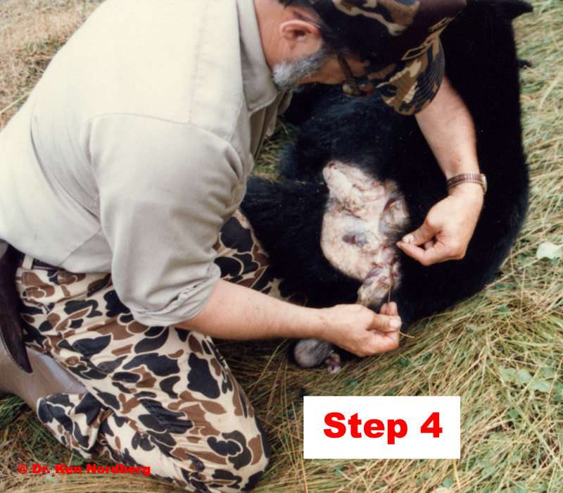 Step 4 Field Dressing a Black Bear