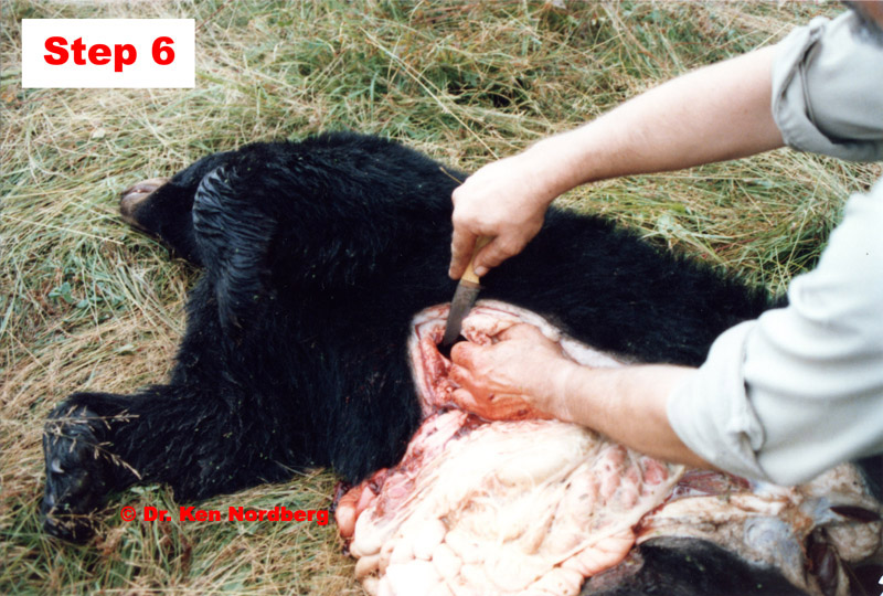Field Dressing a Black Bear (Cutting the diaphragm.)