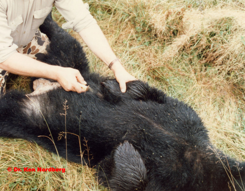 Cutting upwards while field dressing a black bear.