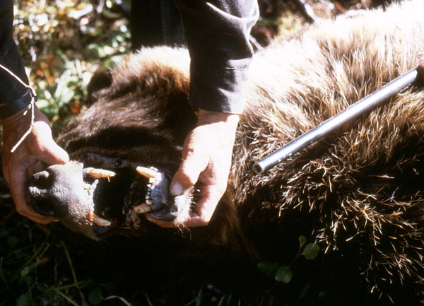 The snarl of Dr Ken Nordberg's silver tip grizzly bear.