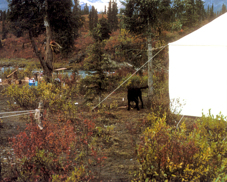 Sam, a black lab, next to our wall tent.  He chased the silver-tip grizzly.
