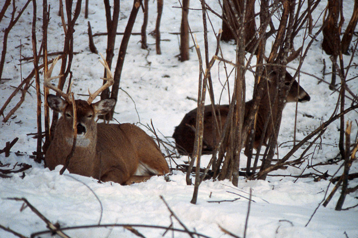 Two large bucks bedding in snow, just yards from each other, surrounded by antler rubs.
