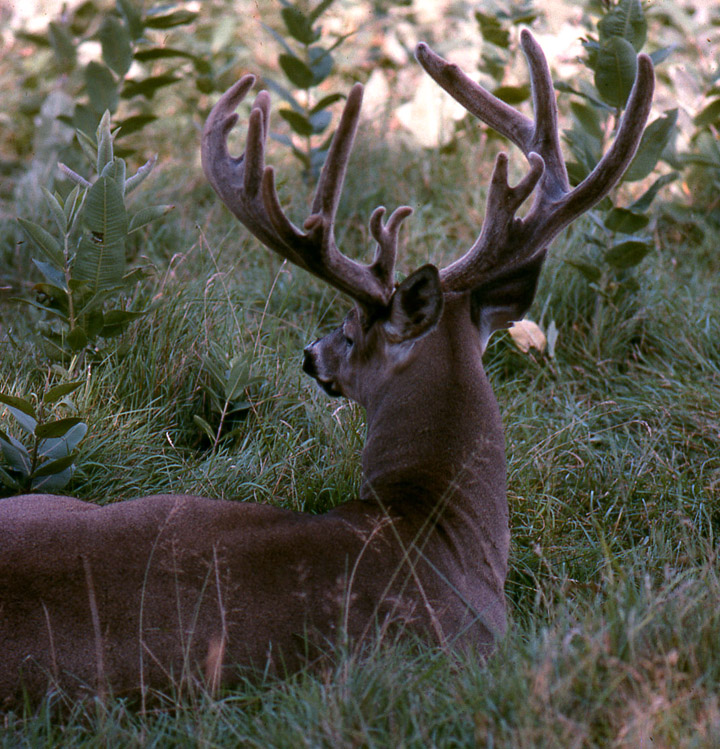 A huge buck, still with velvet on its antlers, laying down in its grassy bed.