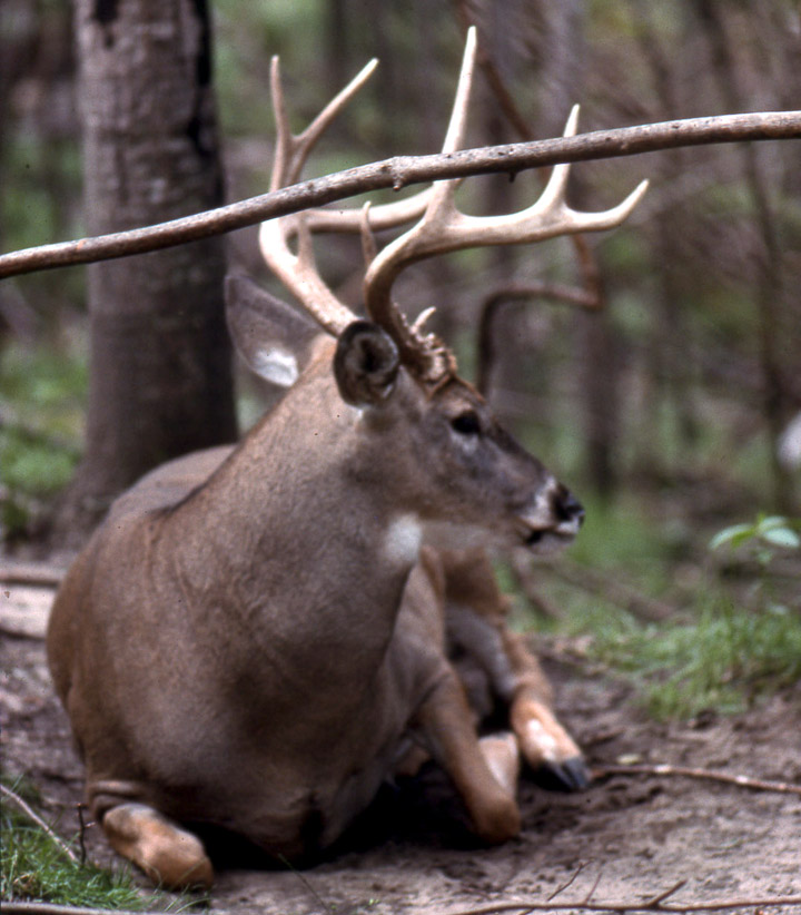 A large, trophy-class buck bedded in dense cover. There is little grass around it. The ground is mostly dirt.