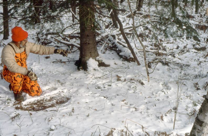 Doc is kneeling in snow by a larger deer's bed while pointing to a smaller deer's bed.
