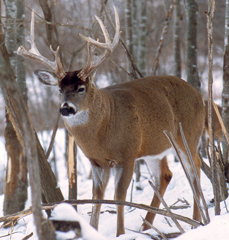 A big, trophy-class whitetailed buck
