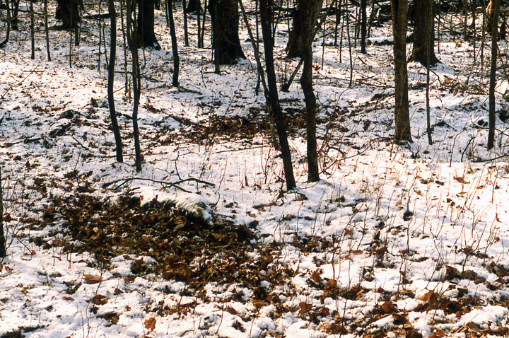 Woodland floor covered with snow. Two oval patches about 6 feet by 12 feet in size have snow, leaves, and dirt thrown aside from an intense battle between to older bucks. There are hundreds of tracks in the snow.