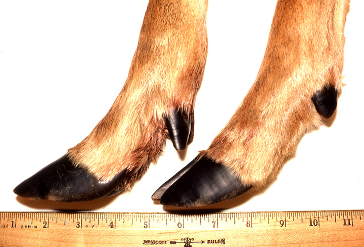 Photo front and rear whitetail buck hooves next to a ruler.