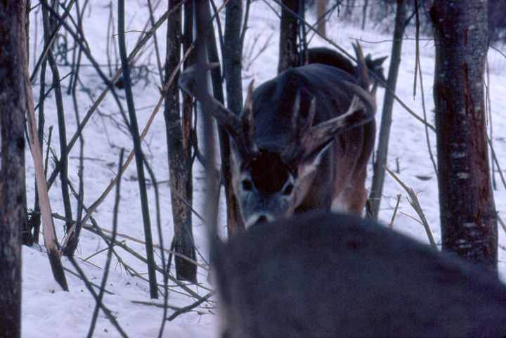 A whitetail buck sniffing a whitetail doe that is in heat, in estrus.