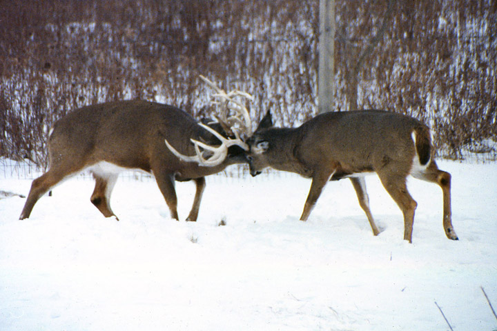 Two large whitetail bucks, antlers locked togehter in battle.
