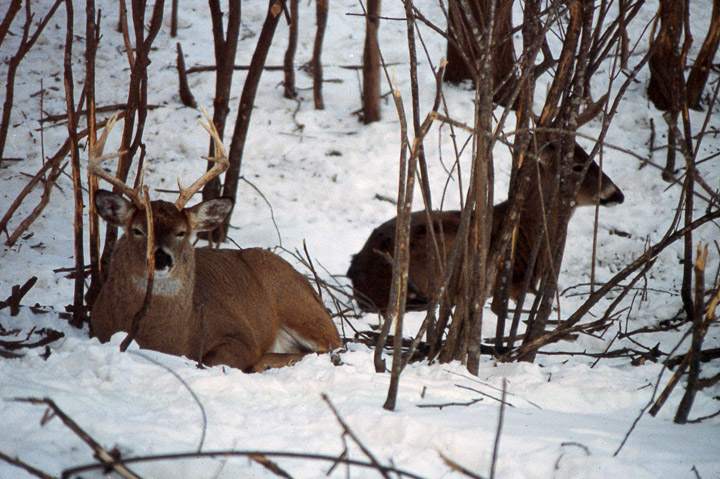 A trophy-class dominant buck is bedding with a large, but lesser buck, to improve his safety.