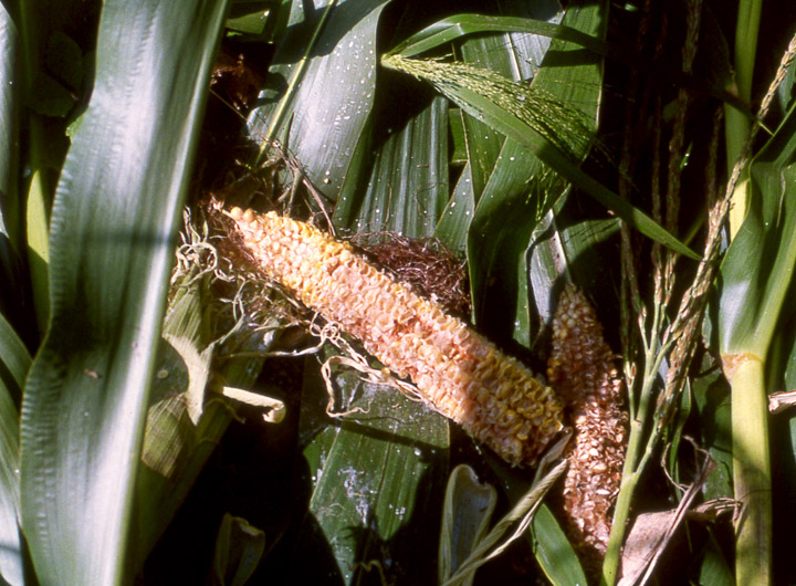Evidence of whitetails feeding on corn.
