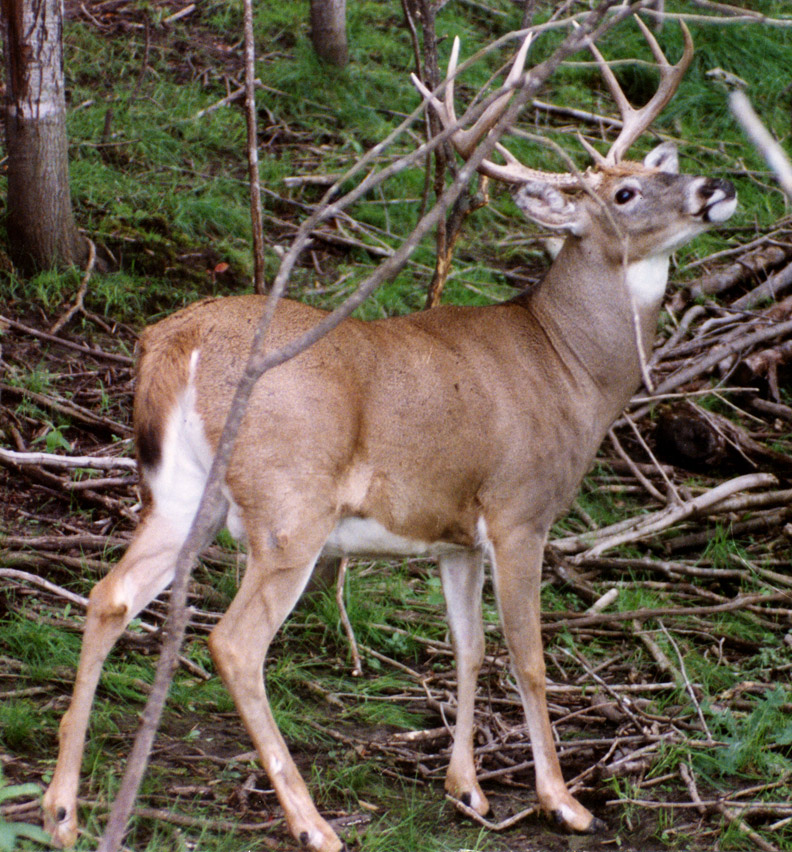 A trophy-class white-tailed buck with his head tilted back, sniffing and looking for elevated hunters in tree stands.