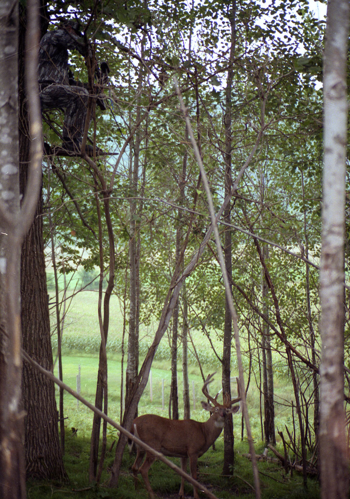 Doc, in a tree stand, aims his bow at a trophy-class buck almost directly below him.