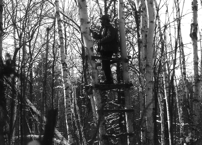 Doc in an early, natural, tree stand.