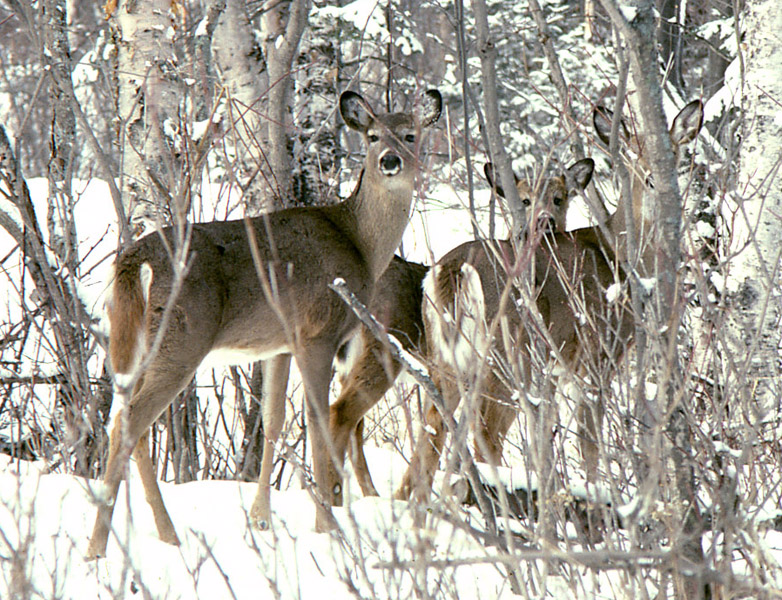 Three does in a snow covered browse feeding area get so close they finally spot Doc. One doe is in estrus (in heat).