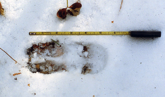 Measuring a deer track size in the snow. This track is about 4 1/2 inches, tip to dew claws.