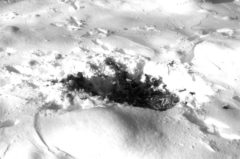 A Buck's Fresh Ground Scrape in the Snow