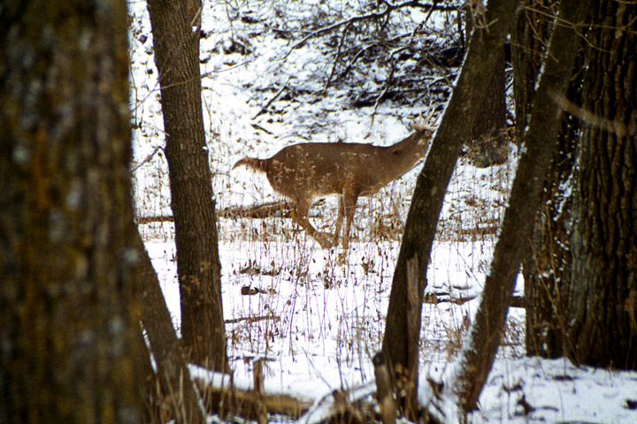 A whitetail buck ground scrape in the snow.