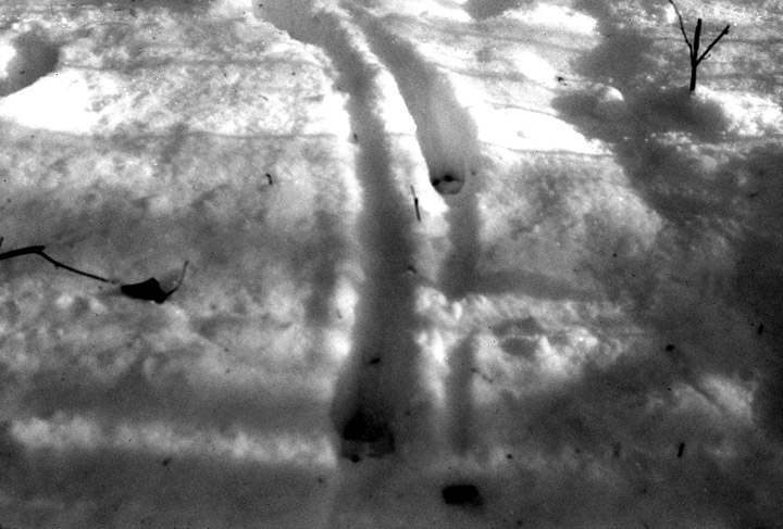 A buck's tracks in the snow. The buck drags his feet, leaving a pattern that looks like railroad tracks.