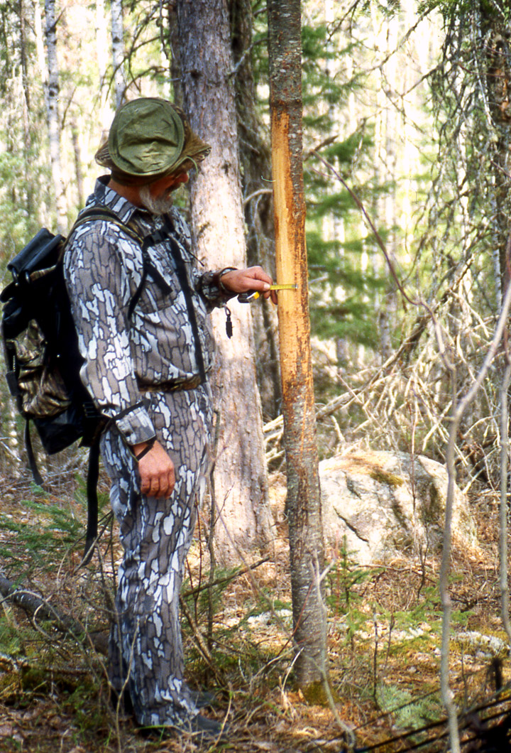While fall scouting Doc discovers a dramatic whitetail buck antler rub. He is measuring the four-inch-diameter tree. The bark has been scraped off one side of the tree from about 3 to 6 feet off the ground.
