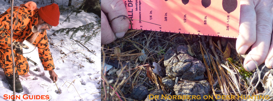 Photos of Doc measuring tracks and droppings.
