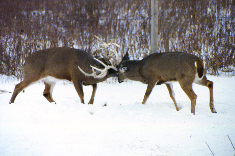 Two Trophy-Class Sparring Whitetail Bucks
