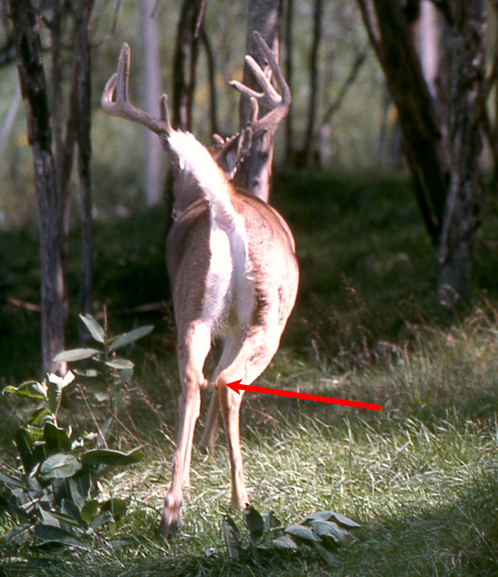 A whitetailed buck in Stage 4 alarm. His tail is up, but not fully fanned. His tarsal glands inside his rear knees are erect.