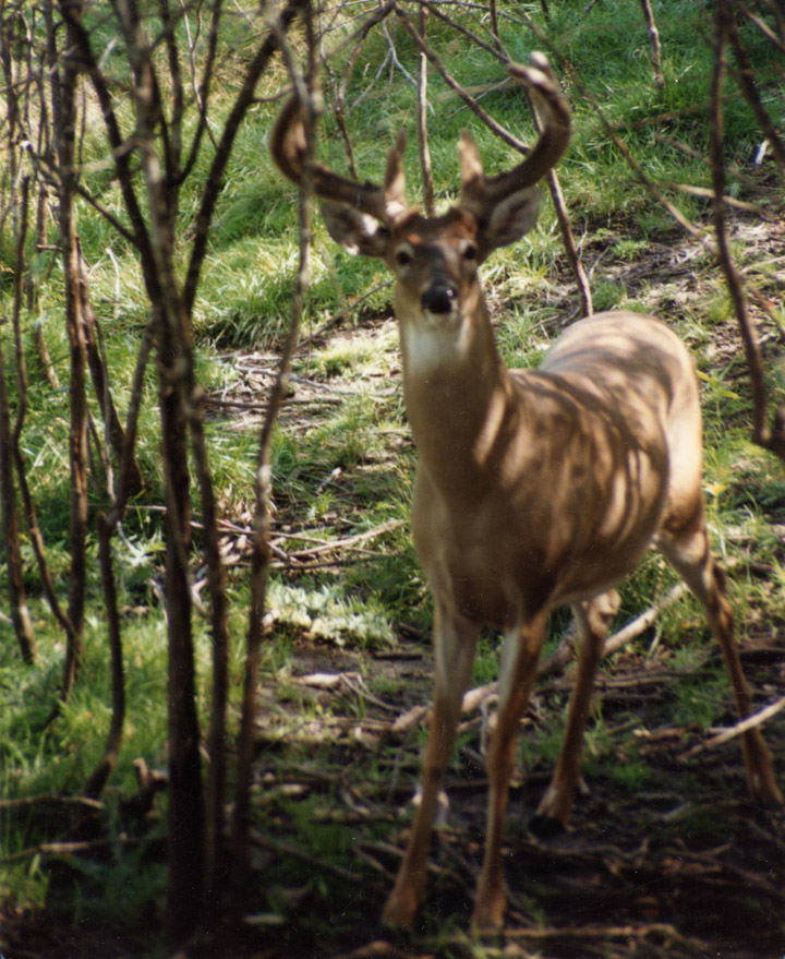 A whitetailed buck that has just stomped his front right hoof.