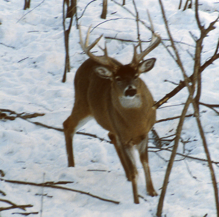 A whitetailed buck that has just stomped his front right hoof.