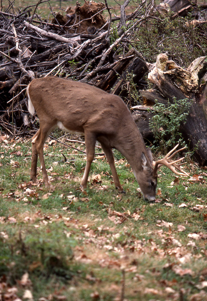A feeding, mature whitetailed buck that obvioulsy secure.