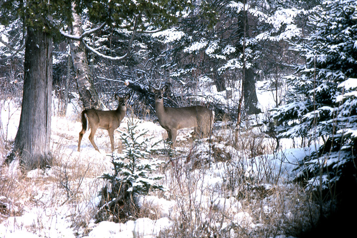 Two whitetailed deer in the first stage of alarm, just looking roughly in the direction of the photographer.