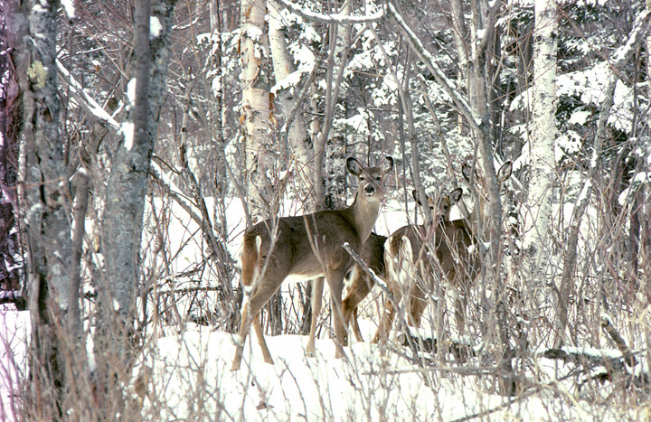 Three unsure whitetail does looking at the photographer. Tails down.