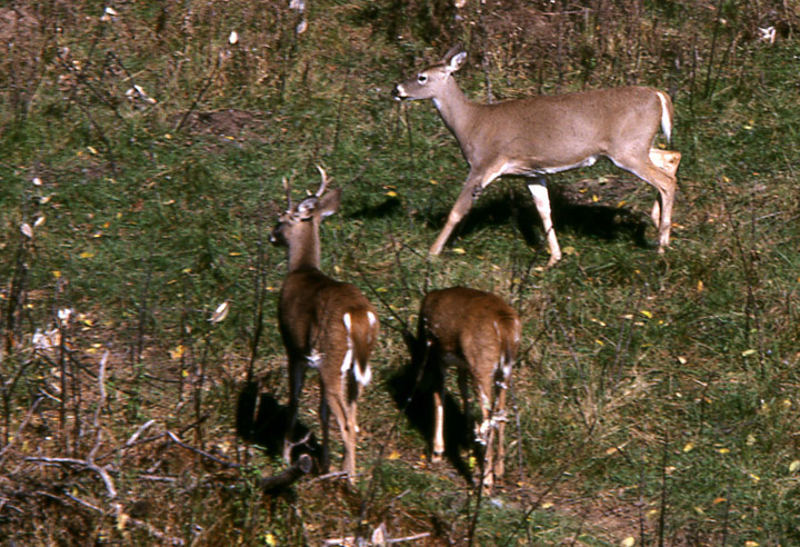 Three whitetail deer. Two are in Stage 2 alarm. Their heads are up, looking in the direction of possible danger, their ears are back. A third deer is feeding, still oblivious to possible danger.