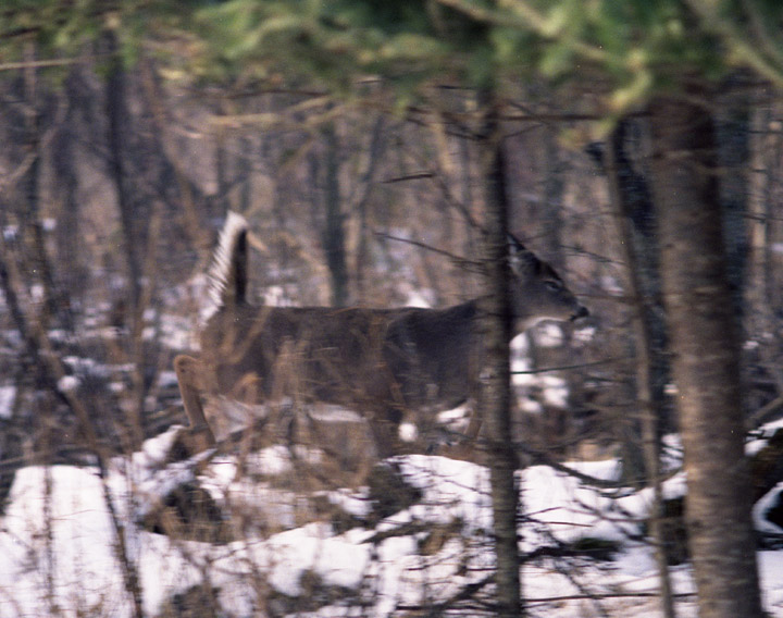 Three whitetail deer. Two are in Stage 2 alarm. Their heads are up, looking in the direction of possible danger, their ears are back. A third deer is feeding, still oblivious to possible danger.
